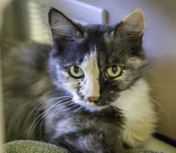 Looking for a forever home; Kelowna SPCA pet of the week | iNFOnews.ca