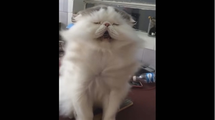 TRENDING NOW: Majestic cat in slow motion | iNFOnews.ca