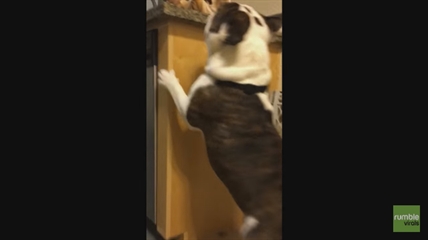 TRENDING NOW: Bulldog wants a new friend | iNFOnews.ca