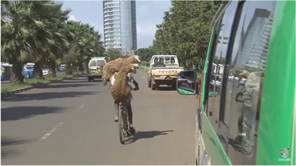 TRENDING NOW: Shepherd carries two sheep on his bike | iNFOnews.ca