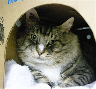 Looking for a forever home; Kamloops SPCA pet of the week | iNFOnews.ca