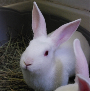 Looking for a forever home; Kelowna SPCA pet of the week | iNFOnews.ca Looking for a forever home; Kelowna SPCA pet of the week | iNFOnews.ca