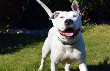 Looking for a forever home; Penticton SPCA pet of the week | iNFOnews.ca