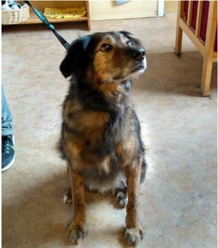 Looking for a forever home; Vernon SPCA pet of the week | iNFOnews.ca