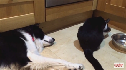 TRENDING NOW: Cat steals food from weary dog | iNFOnews.ca