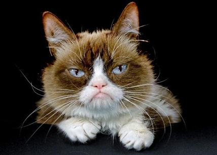 Internet star Grumpy Cat to join a Broadway show - 'Cats' | iNFOnews.ca