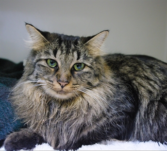 Looking for a forever home; Kamloops SPCA pet of the week | iNFOnews.ca Looking for a forever home; Kamloops SPCA pet of the week | iNFOnews.ca