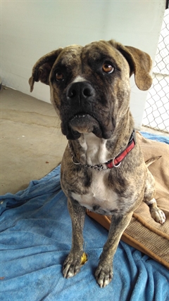 Looking for a forever home; Vernon SPCA pet of the week | iNFOnews.ca Looking for a forever home; Vernon SPCA pet of the week | iNFOnews.ca