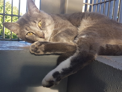 Looking for a forever home; Penticton SPCA pet of the week | iNFOnews.ca Looking for a forever home; Penticton SPCA pet of the week | iNFOnews.ca