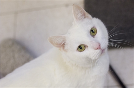 Looking for a forever home; Kelowna SPCA pet of the week | iNFOnews.ca Looking for a forever home; Kelowna SPCA pet of the week | iNFOnews.ca