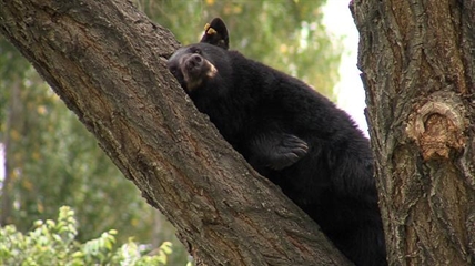 Trio of lazy bruins in Kamloops lounge in tree before returning to bush | iNFOnews.ca