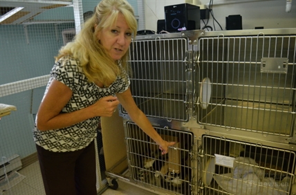 Nearly 100 cats awaiting forever homes at Vernon SPCA | iNFOnews.ca