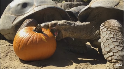 TRENDING NOW: Galapagos Tortoises love pumpkins | iNFOnews.ca