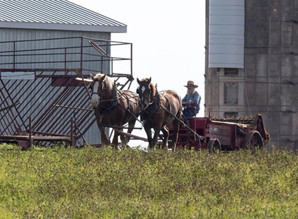 Former Ontario farmers creating Amish paradise on Prince Edward Island | iNFOnews.ca Former Ontario farmers creating Amish paradise on Prince Edward Island | iNFOnews.ca