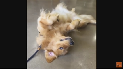 TRENDING NOW: Dog refuses to leave toy store | iNFOnews.ca