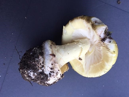 Three-year-old boy dies after eating poisonous mushroom during family outing | iNFOnews.ca