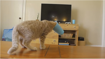 TRENDING NOW: Kitten learns about cups | iNFOnews.ca