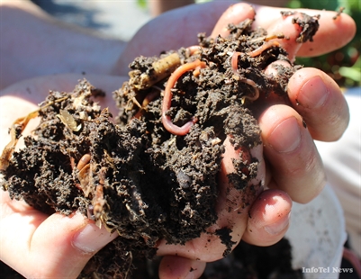 Worm waste systems raise $1.4K for community garden | iNFOnews.ca