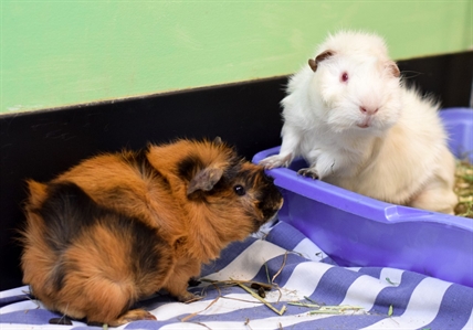 Looking for a forever home; Kamloops SPCA pet of the week | iNFOnews.ca