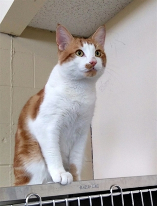 Looking for a forever home; Vernon SPCA pet of the week | iNFOnews.ca