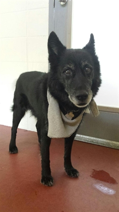 Looking for a forever home; Penticton SPCA pet of the week | iNFOnews.ca