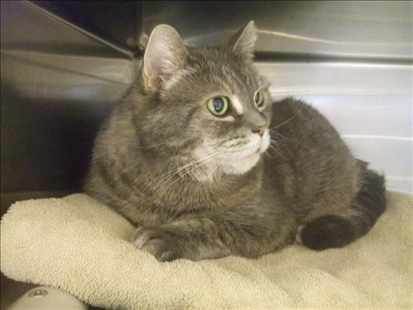 Looking for a forever home; Kelowna SPCA pet of the week | iNFOnews.ca