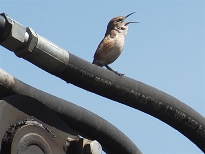 Win for North Okanagan wildlife | iNFOnews.ca Win for North Okanagan wildlife | iNFOnews.ca