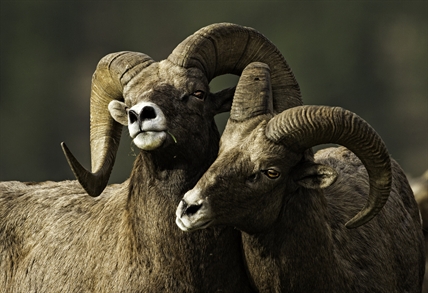 Dueling bighorns: Penticton photographer takes second place | iNFOnews.ca