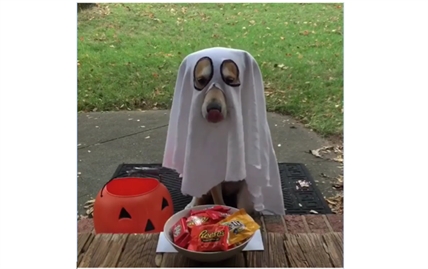 TRENDING NOW: Sneaky dog goes trick or treating | iNFOnews.ca
