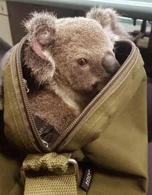 Aussie police search of woman yields a baby koala | iNFOnews.ca