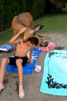 Oh deer! Don't do that | iNFOnews.ca