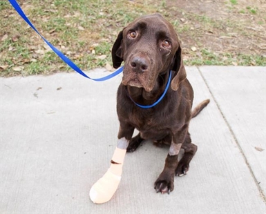 Bruno bounces back: Dog stuck in well for 27 days going home after treatment | iNFOnews.ca Bruno bounces back: Dog stuck in well for 27 days going home after treatment | iNFOnews.ca