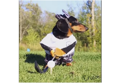 TRENDING NOW: Two Dachsunds go golfing | iNFOnews.ca