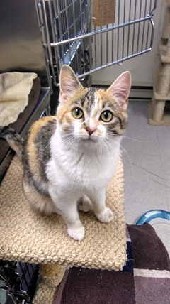Looking for a forever home; Vernon SPCA pet of the week | iNFOnews.ca