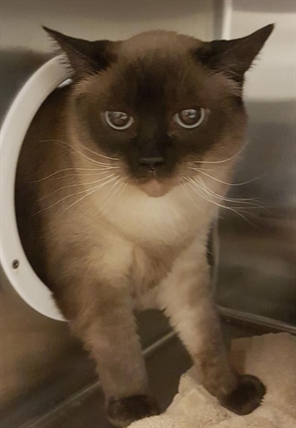 Looking for a forever home; Penticton SPCA pet of the week | iNFOnews.ca Looking for a forever home; Penticton SPCA pet of the week | iNFOnews.ca