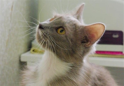 Looking for a forever home; Kamloops SPCA pet of the week | iNFOnews.ca