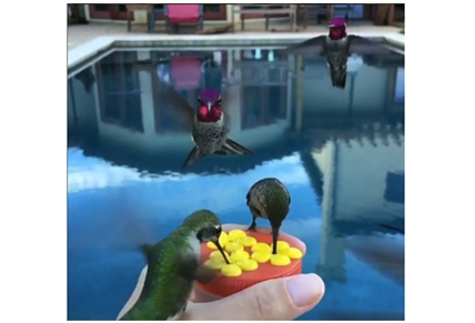 TRENDING NOW: Hummingbirds feeding in slow motion | iNFOnews.ca