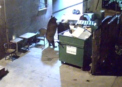 Bear steals dumpster | iNFOnews.ca