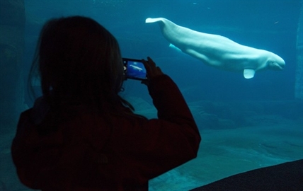Ailing Vancouver Aquarium beluga stumps vets following death of another whale | iNFOnews.ca