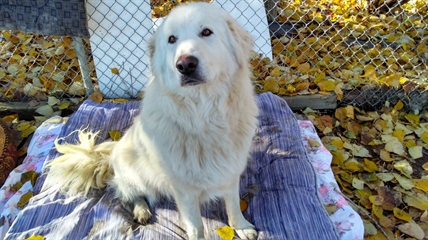 Looking for a forever home; Vernon SPCA pet of the week | iNFOnews.ca