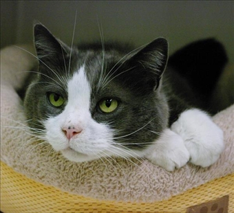 Looking for a forever home; Kamloops SPCA pet of the week | iNFOnews.ca