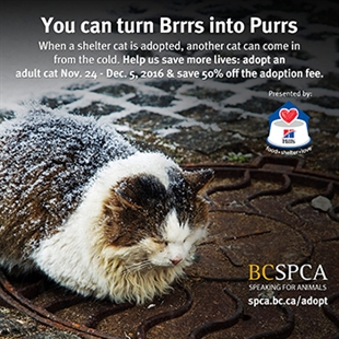 BCSPCA wants you to turn brrrs into purrs this season | iNFOnews.ca