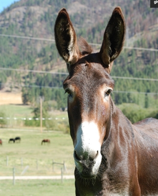 Chase donkey refuge needs your help | iNFOnews.ca Chase donkey refuge needs your help | iNFOnews.ca