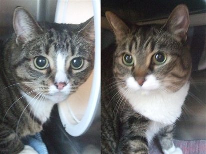 Looking for a forever home; Kelowna SPCA pet of the week | iNFOnews.ca