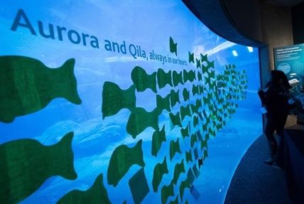 Reason for death of two beluga whales at Vancouver Aquarium still unknown | iNFOnews.ca Reason for death of two beluga whales at Vancouver Aquarium still unknown | iNFOnews.ca