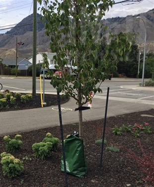Vernon makes changes to tree programs | iNFOnews.ca Vernon makes changes to tree programs | iNFOnews.ca