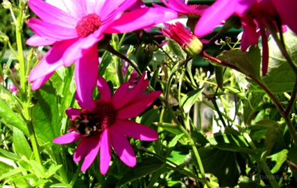 Anti-GMO bylaw up for discussion | iNFOnews.ca