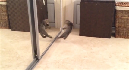 TRENDING NOW: Kitten fights reflection | iNFOnews.ca