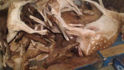 Complaint alleges animal cruelty at Marineland; park denies all accusations | iNFOnews.ca