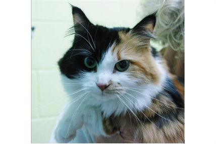 Looking for a forever home; Kamloops SPCA pet of the week | iNFOnews.ca